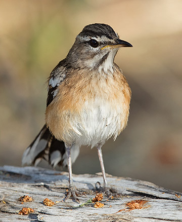 White-browed Scrub-Robin